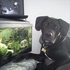 Blanding af racer Hannibal