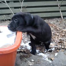 Blanding af racer Hannibal