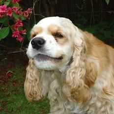 Amerikansk cocker spaniel walde