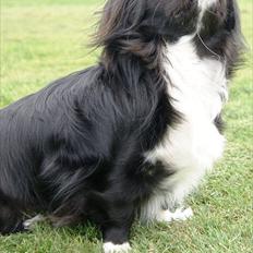 Pekingeser Blacky 