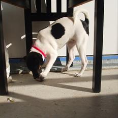 Dansk svensk gaardhund Molly