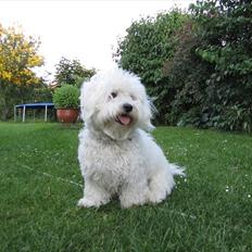 Blanding af racer Valde