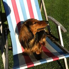 Dværggravhund Berta