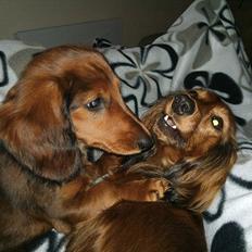 Dværggravhund Berta