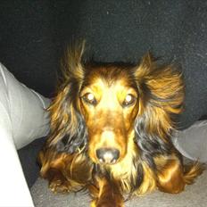 Dværggravhund Berta