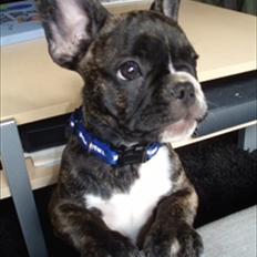 Fransk bulldog Molly