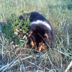 Collie langhåret Jazz ( Pensionisten ) R.I.P