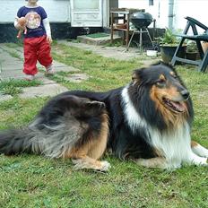 Collie langhåret Jazz ( Pensionisten ) R.I.P