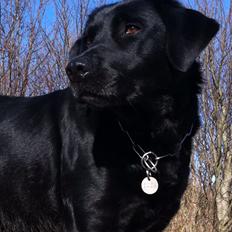 Labrador retriever Bella