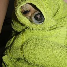 Chihuahua | Lulubell a´diva deluxe