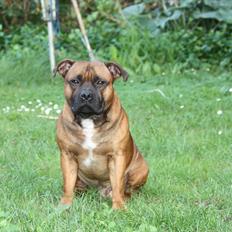 Staffordshire bull terrier Shady