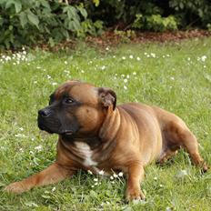 Staffordshire bull terrier Shady