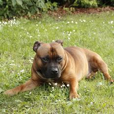 Staffordshire bull terrier Shady
