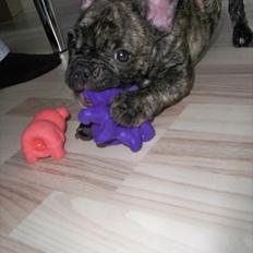 Fransk bulldog Trunte