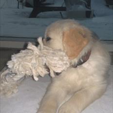 Golden retriever Bella