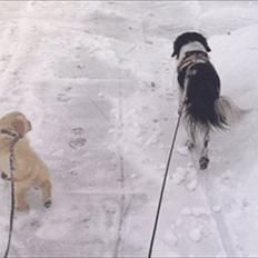 Golden retriever Bella