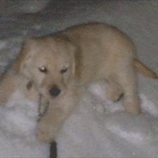 Golden retriever Bella