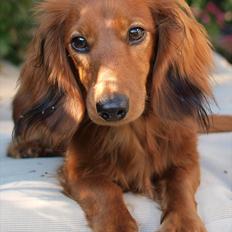 Dværggravhund Xingu