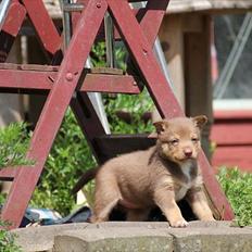 Finsk hyrdehund Lapinlumon Falli