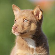 Finsk hyrdehund Lapinlumon Falli