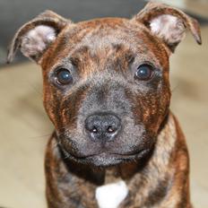 Staffordshire bull terrier Belila's Buddy