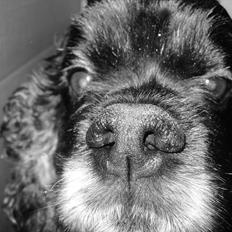 Amerikansk cocker spaniel Himmelhund - Mille