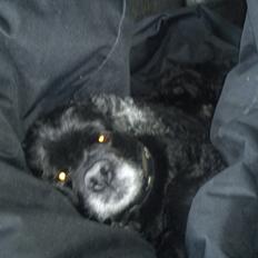 Amerikansk cocker spaniel Himmelhund - Mille