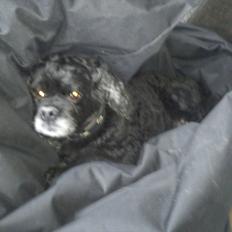 Amerikansk cocker spaniel Himmelhund - Mille