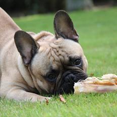 Fransk bulldog    Hakonis Christian Dior