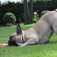 Fransk bulldog    Hakonis Christian Dior