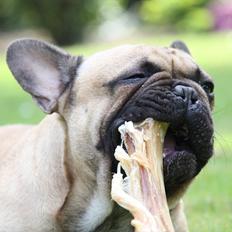 Fransk bulldog    Hakonis Christian Dior