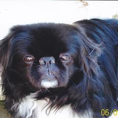Pekingeser Rocky