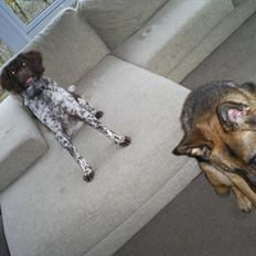 Kleiner münsterländer Sanji