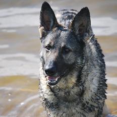 Schæferhund Åfelia