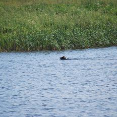Schæferhund Åfelia