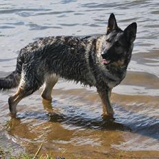 Schæferhund Åfelia