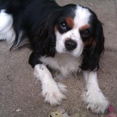 Cavalier king charles spaniel Argo
