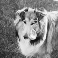 Collie langhåret Kenyea