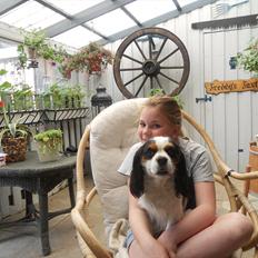 Cavalier king charles spaniel Argo