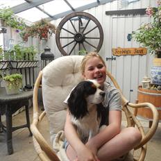 Cavalier king charles spaniel Argo