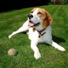Beagle Mads / Fairytosh Mc. Cafferty