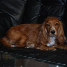 Cocker spaniel Lady