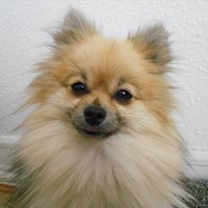Pomeranian Fennie
