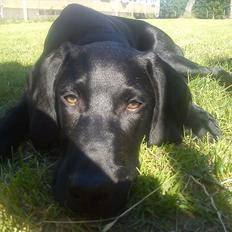 Blanding af racer Tarzan