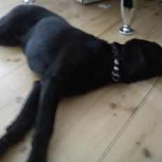 Blanding af racer Tarzan