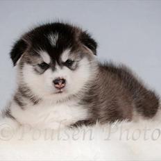 Alaskan malamute Zola