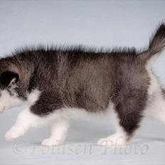 Alaskan malamute Zola