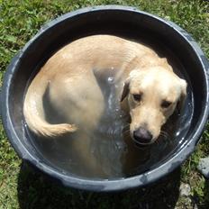 Labrador retriever Goffi :-)