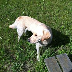 Labrador retriever Goffi :-)