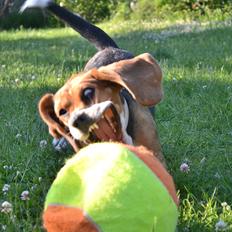 Blanding af racer Bailey    Beagle/Basset